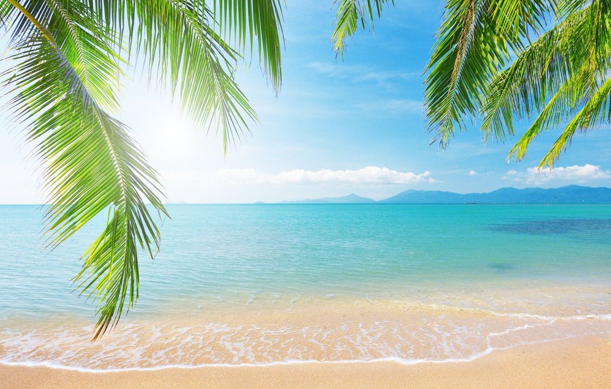 Tropical beach with palm trees